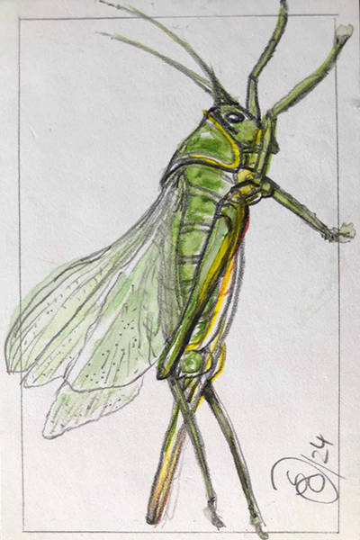 Zeichnung von Johanna Schreiner