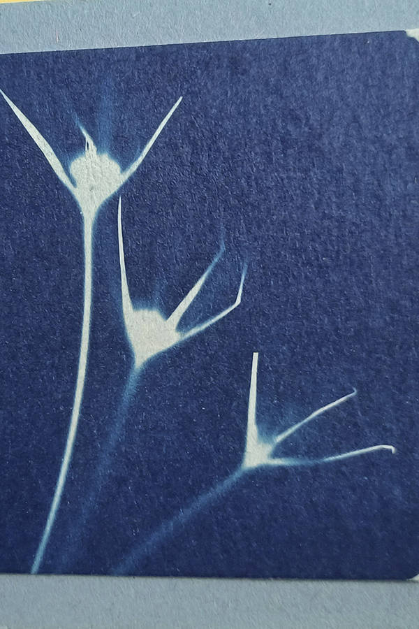 Cyanothypie von Jeannette Scheidle